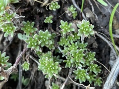 Sedum radiatum
