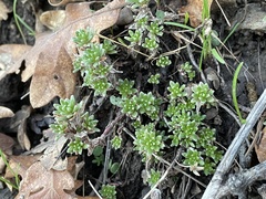 Sedum radiatum