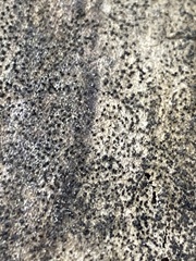 Berkleasmium concinnum