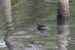 Tachybaptus ruficollis