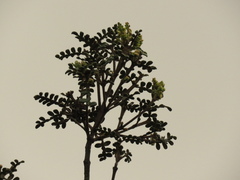 Weinmannia tomentosa