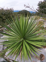 Yucca potosina