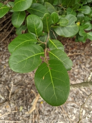 Coccoloba diversifolia image
