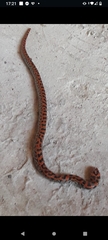 Atractus bocki