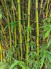 Bambusa dolichoclada