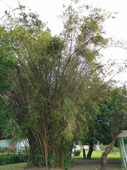 Bambusa dolichoclada