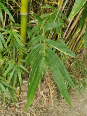 Bambusa dolichoclada