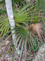 Coccothrinax argentata