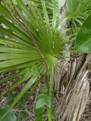 Coccothrinax argentata