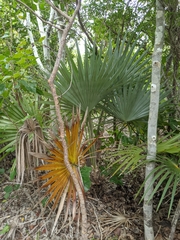 Coccothrinax argentata
