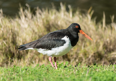 Haematopus longirostris