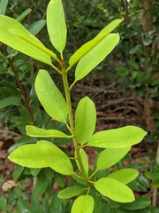 Manilkara jaimiqui emarginata