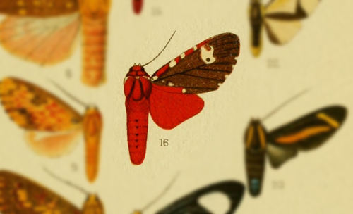 Rhipha perflammans