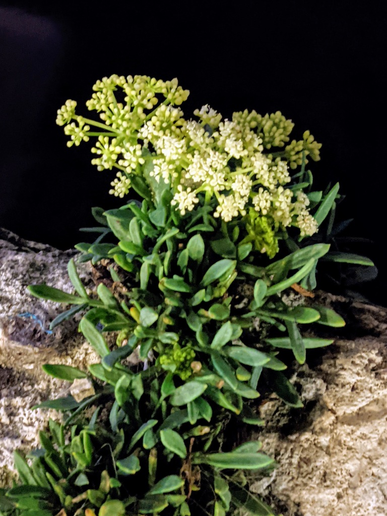 Crithmum