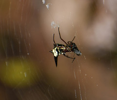 Micrathena raimondi