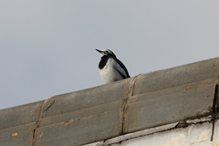 Motacilla alba
