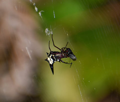 Micrathena raimondi