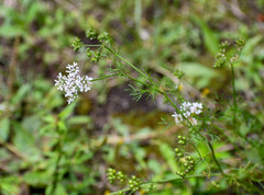 Coriandreae