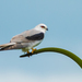 Black-shouldered Kite - Photo (c) Garin Taylor, some rights reserved (CC BY-NC), uploaded by Garin Taylor