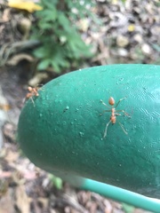 Oecophylla smaragdina