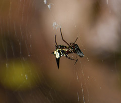 Micrathena raimondi
