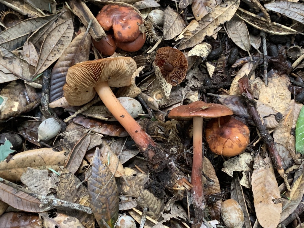 Phaeocollybia sipei