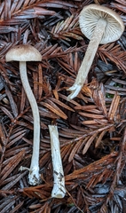 Entoloma cystomarginatum