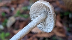 Entoloma cystomarginatum