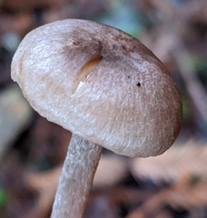 Entoloma cystomarginatum