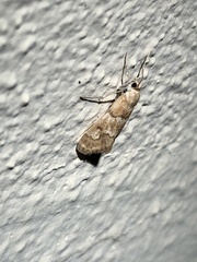 Noctueliopsis