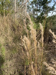 Calamagrostis × acutiflora