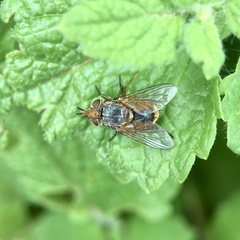 Calliphora dubia