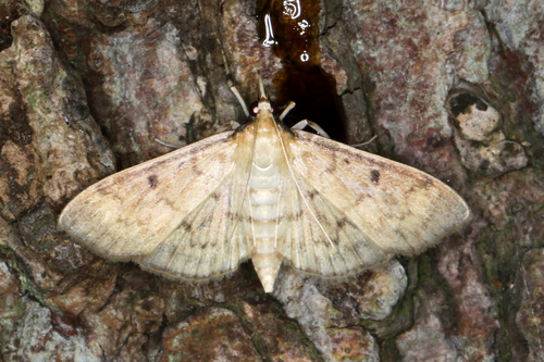 Greater Sweet Potato Webworm Moth photo 4