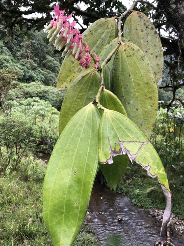 Cavendishia grandifolia, photograph 5