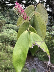 Cavendishia grandifolia, photograph (c) Skjold Søndergaard, some rights reserved (CC BY)