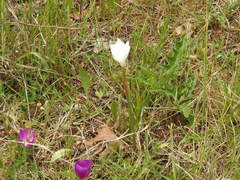 Zephyranthes drummondii