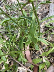 Ptilotus angustifolius