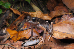 Leptobrachella gracilis