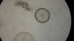 Coscinodiscaceae