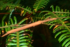 Graeffea seychellensis