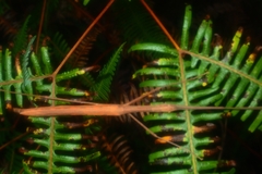 Graeffea seychellensis