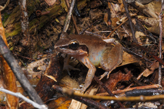 Limnonectes paramacrodon