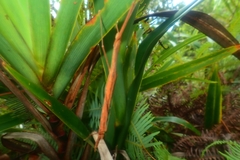 Graeffea seychellensis