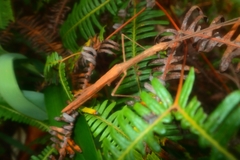 Graeffea seychellensis