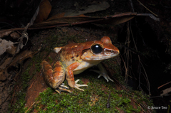 Limnonectes leporinus