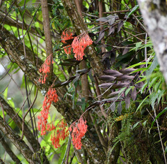 Epidendrum spathatum