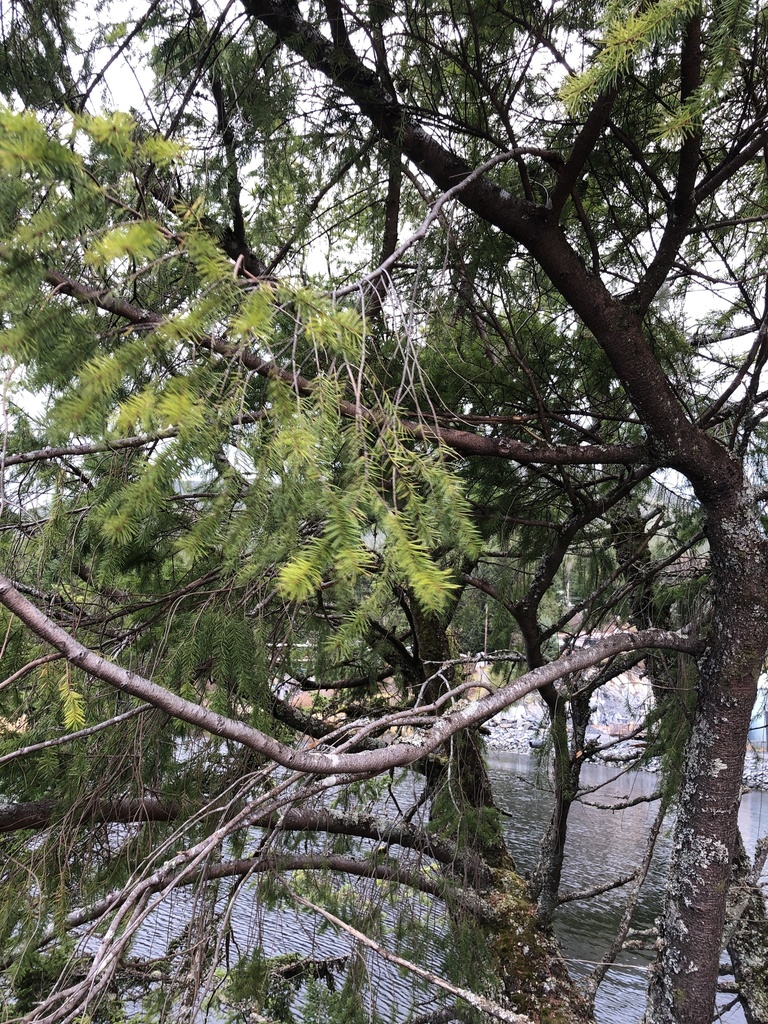 common Douglasfir from Refuge Cove, AK, US on November 18, 2021 at 0143 PM by Brooke Schafer