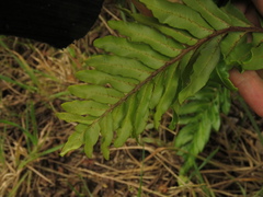 Blechnum cordatum