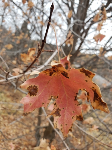Acer grandidentatum