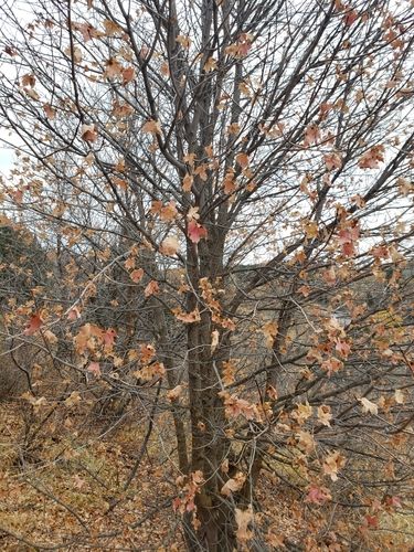 Acer grandidentatum
